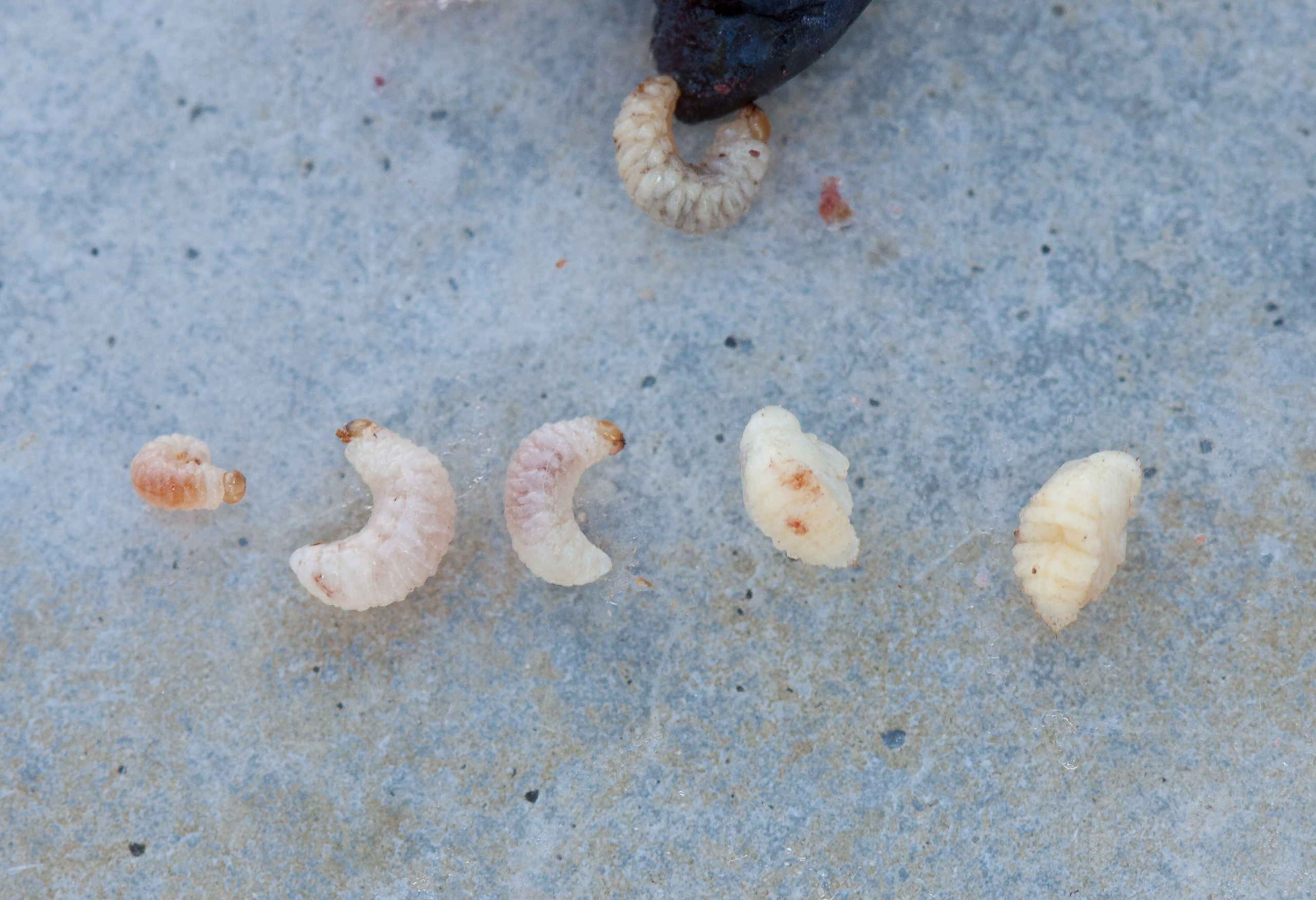 Pests BC Tree Fruit Production Guide